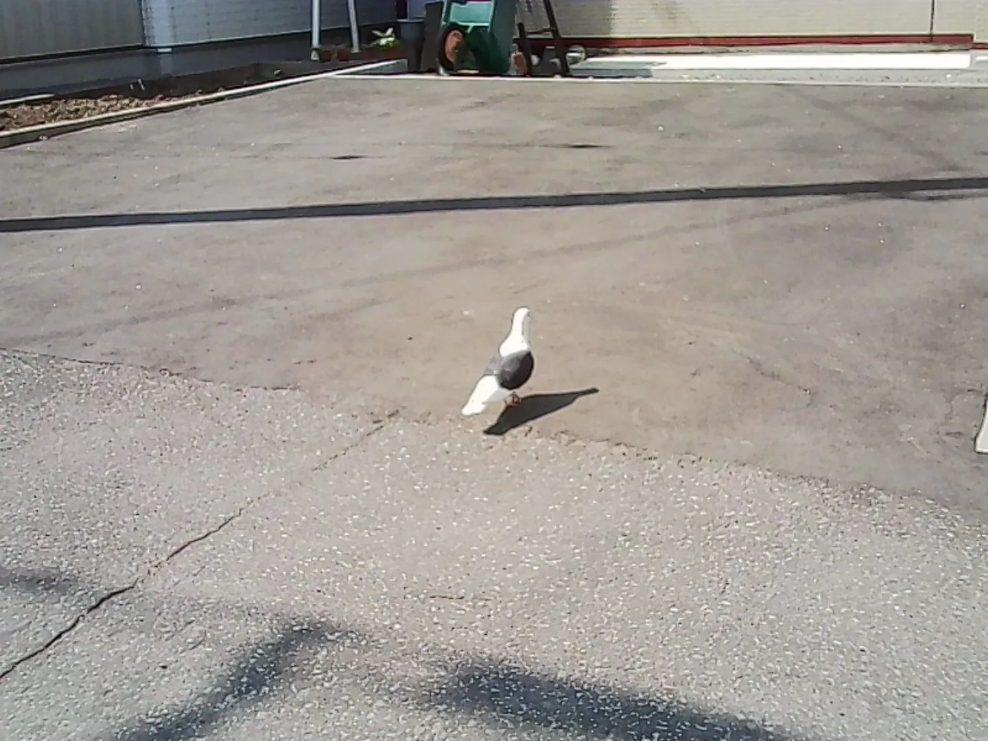 白黒の鳩