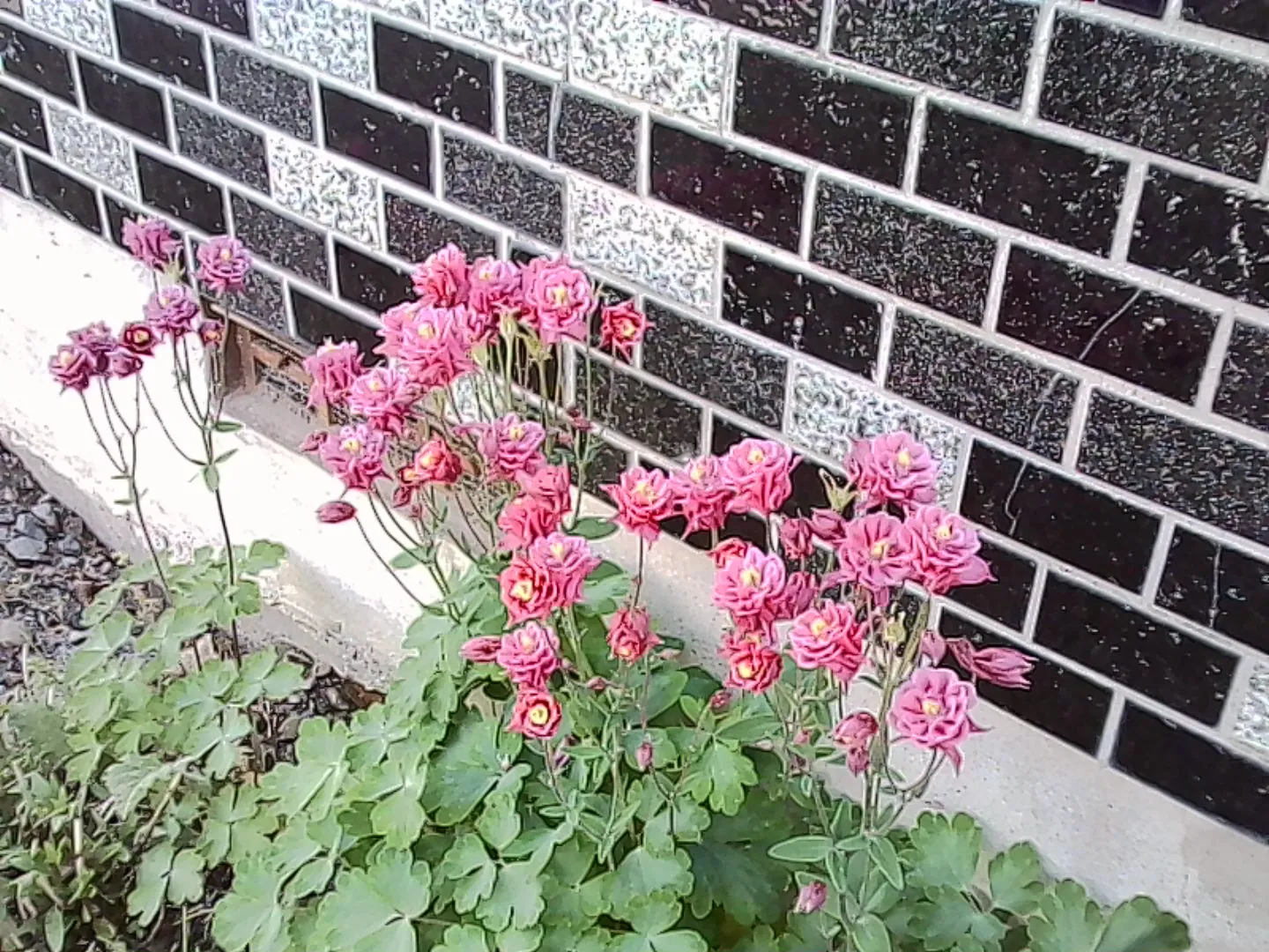 小さいピンク色の花とグレーのレンガ
